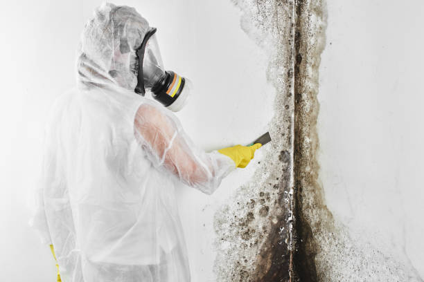 Best White Mold Remediation in St Petersburg, FL