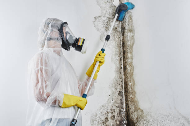 Best HVAC Mold Remediation in St Petersburg, FL