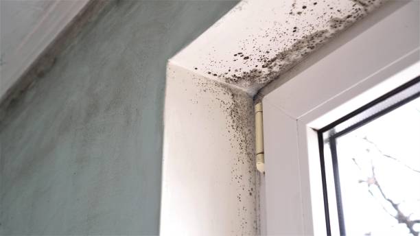 Best Mold Remediation for Specific Building Types in St Petersburg, FL