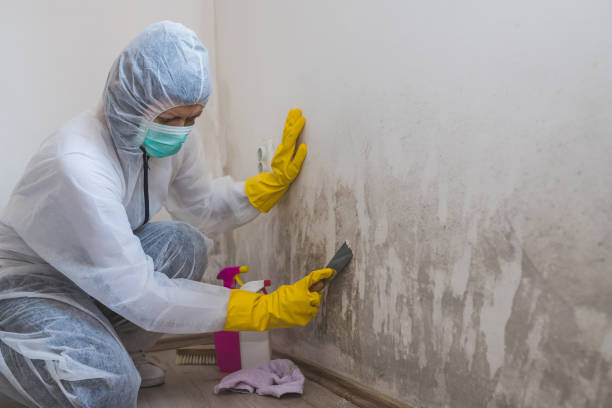 Best Residential Mold Remediation in St Petersburg, FL