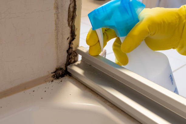 Best Preventive Mold Services in St Petersburg, FL