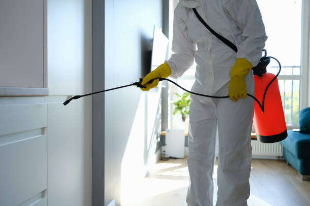 Best DIY Mold Remediation Support Services in St Petersburg, FL