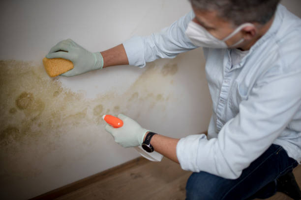 Best DIY Mold Remediation Support Services in St Petersburg, FL