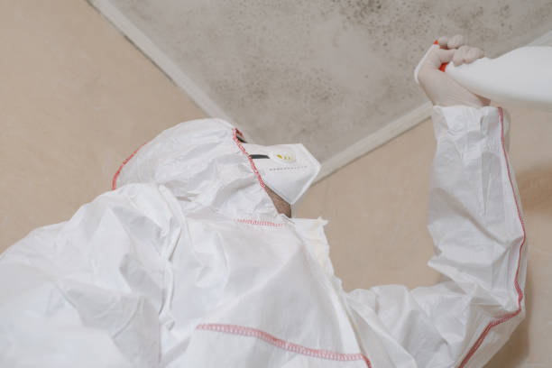 Best Crawl Space Mold Remediation in St Petersburg, FL