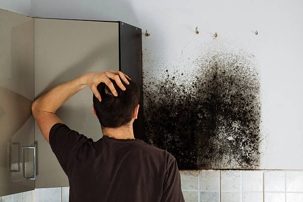 Reliable St Petersburg, FL Mold Remediation Solutions