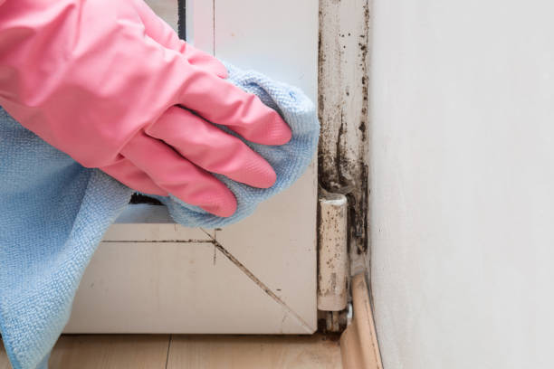 Best Commercial Mold Remediation in St Petersburg, FL