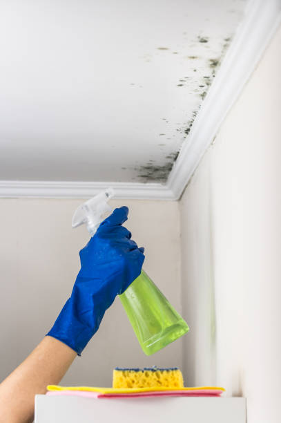 Best Attic Mold Remediation in St Petersburg, FL